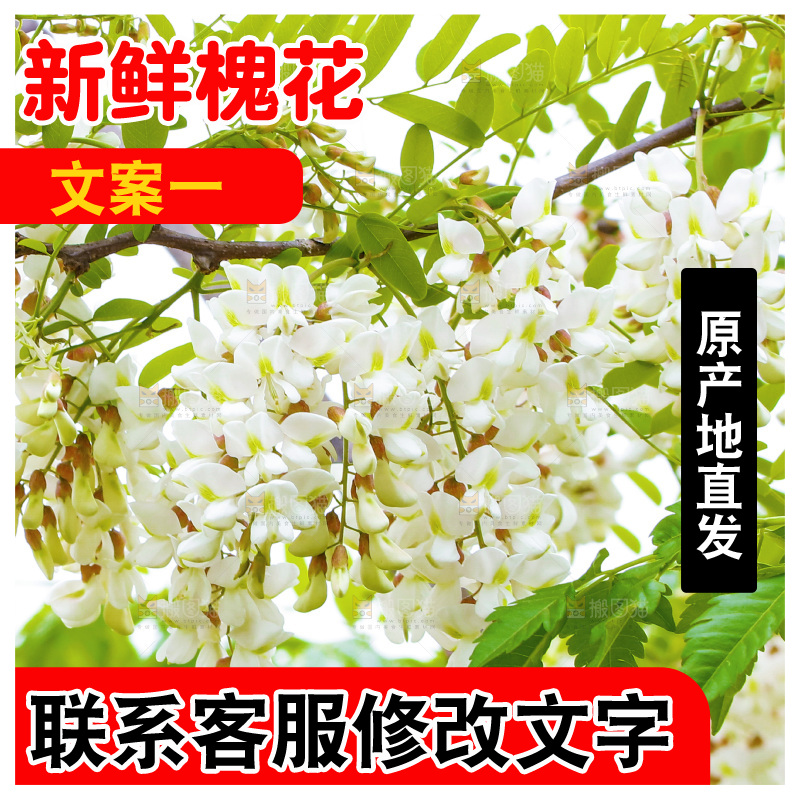 树上的新鲜槐花