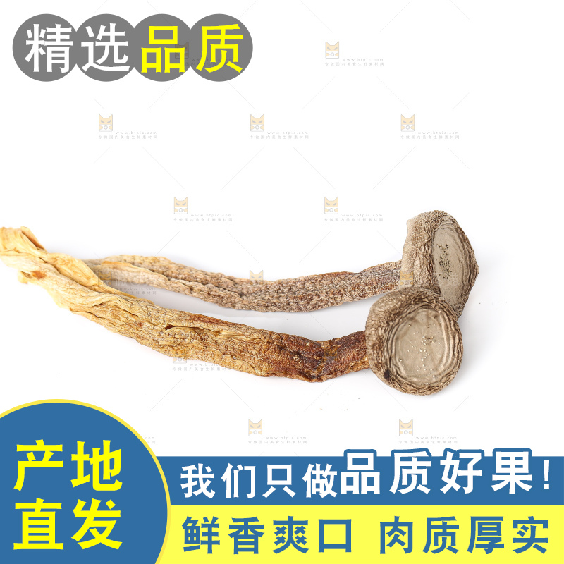 白底上的鹿茸菇
