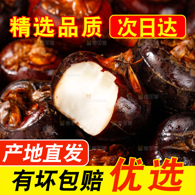深底上的广西荔浦马蹄