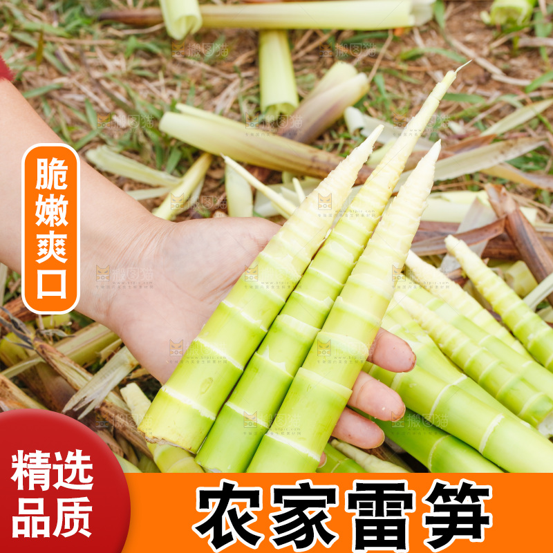 地上的新鲜春笋