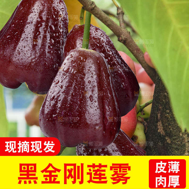 深底上的黑金刚莲雾