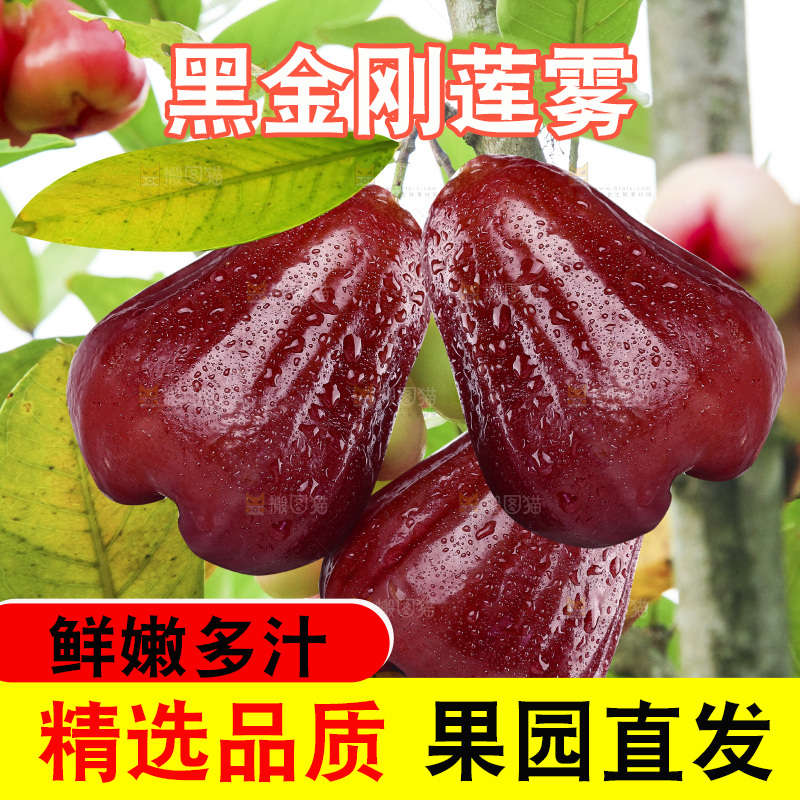 深底上的黑金刚莲雾