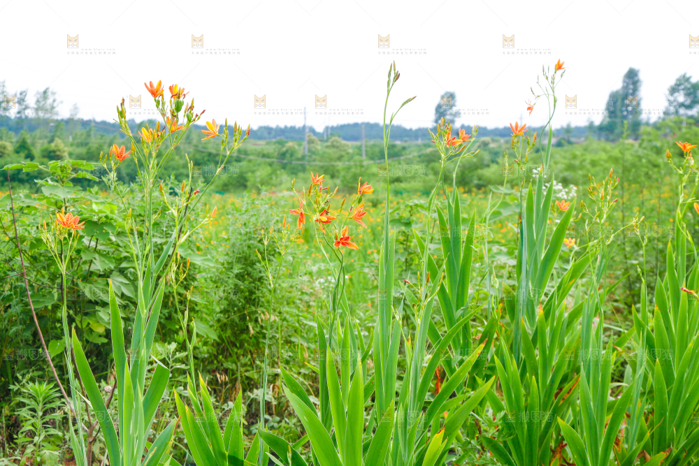 地里的新鲜黄花