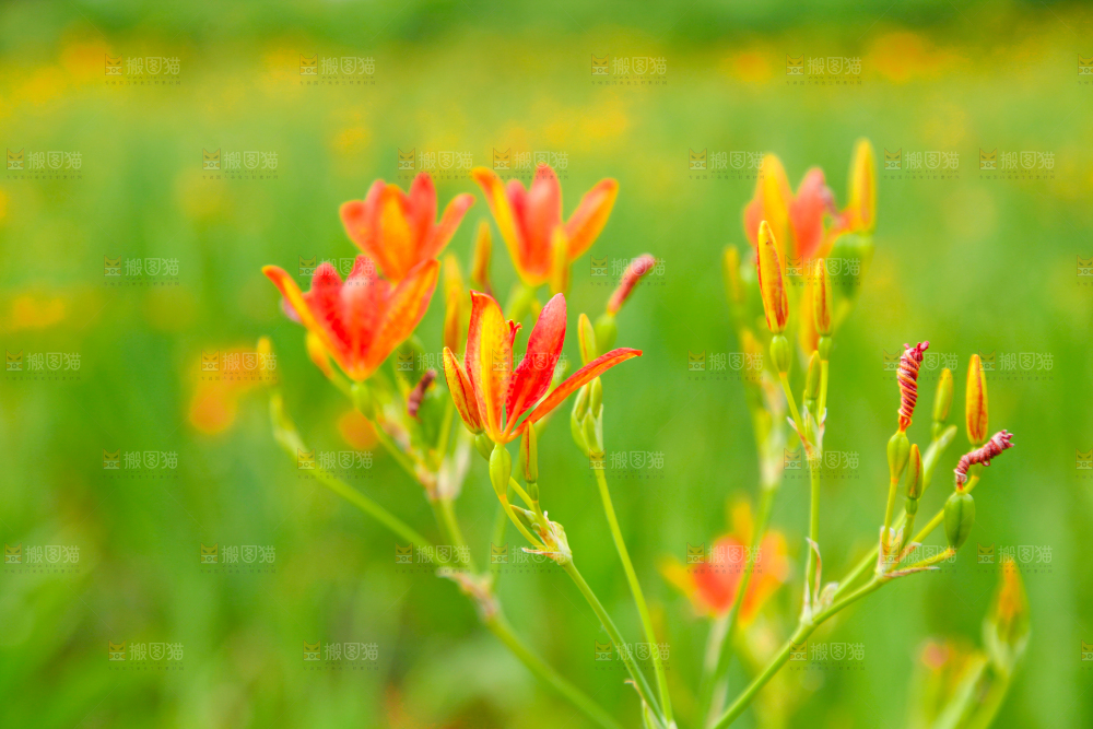 地里的新鲜黄花