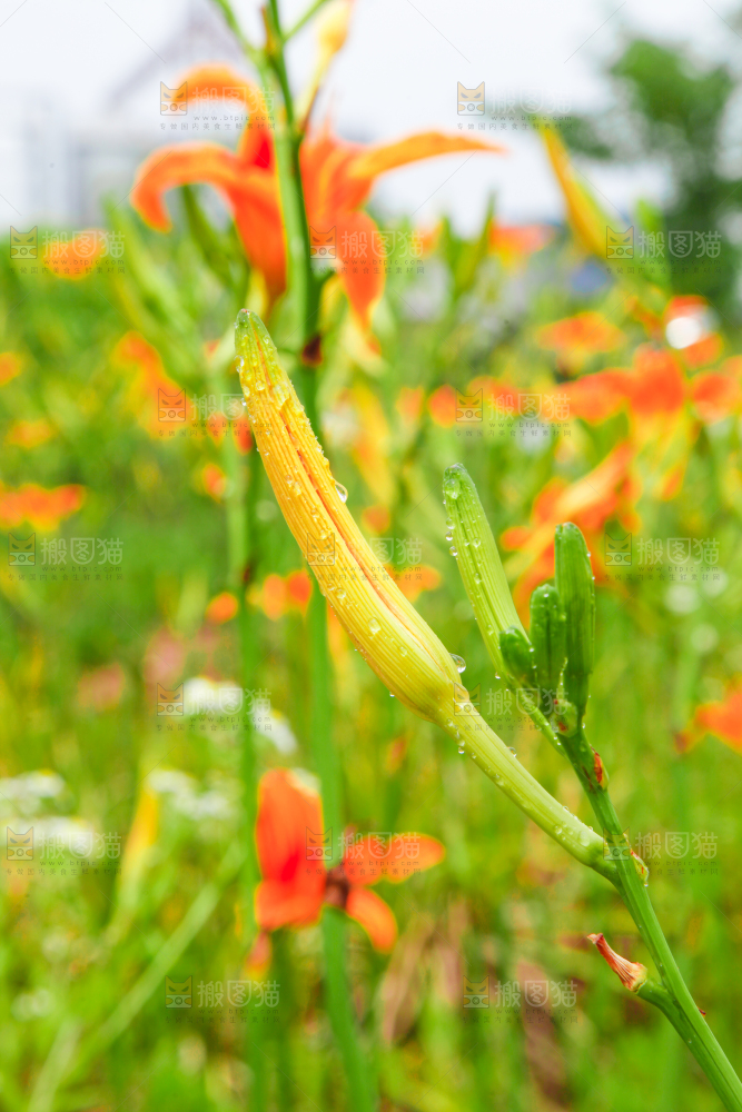地里的新鲜黄花