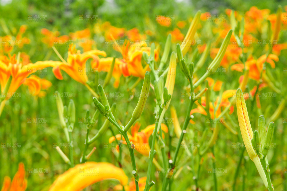 地里的新鲜黄花