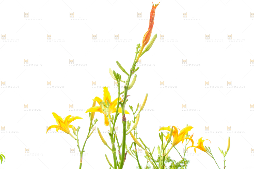 地里的新鲜黄花