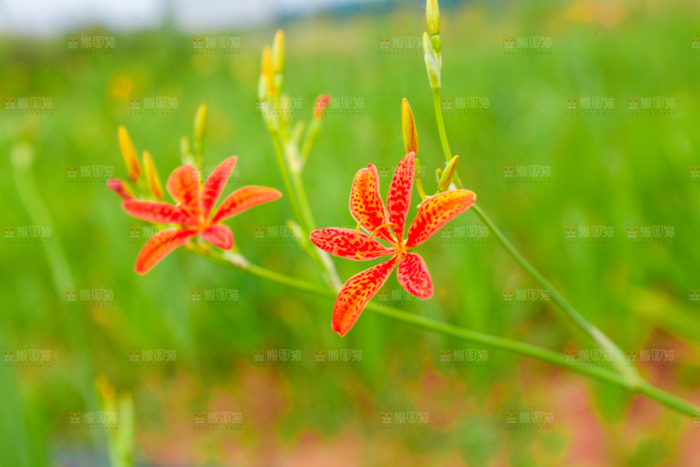 地里的新鲜黄花