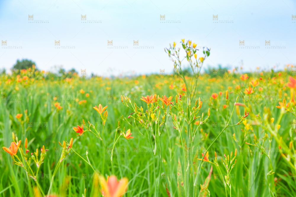 地里的新鲜黄花
