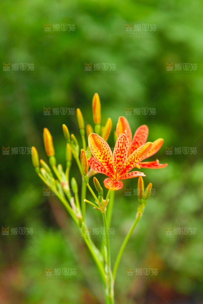 地里的新鲜黄花