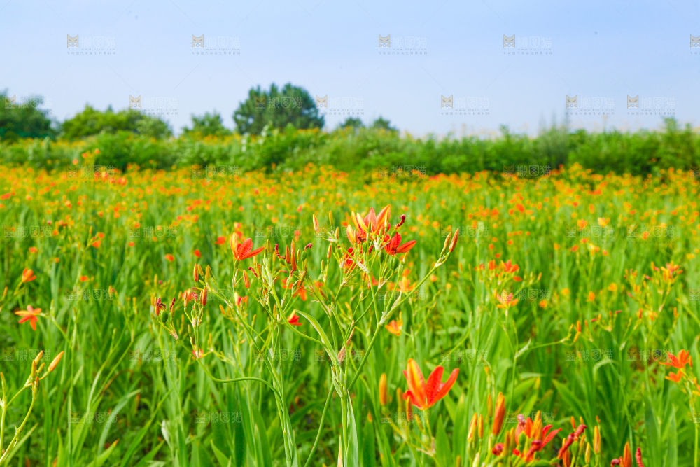 地里的新鲜黄花