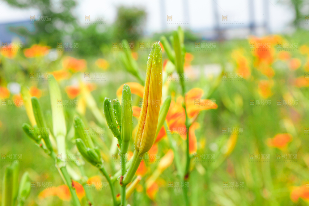 地里的新鲜黄花