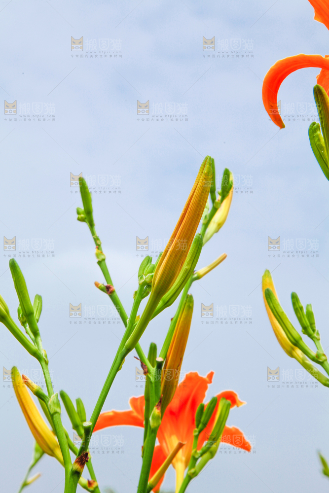 地里的新鲜黄花