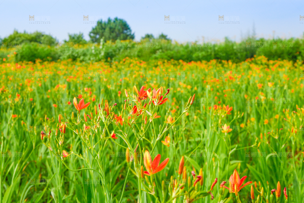 地里的新鲜黄花
