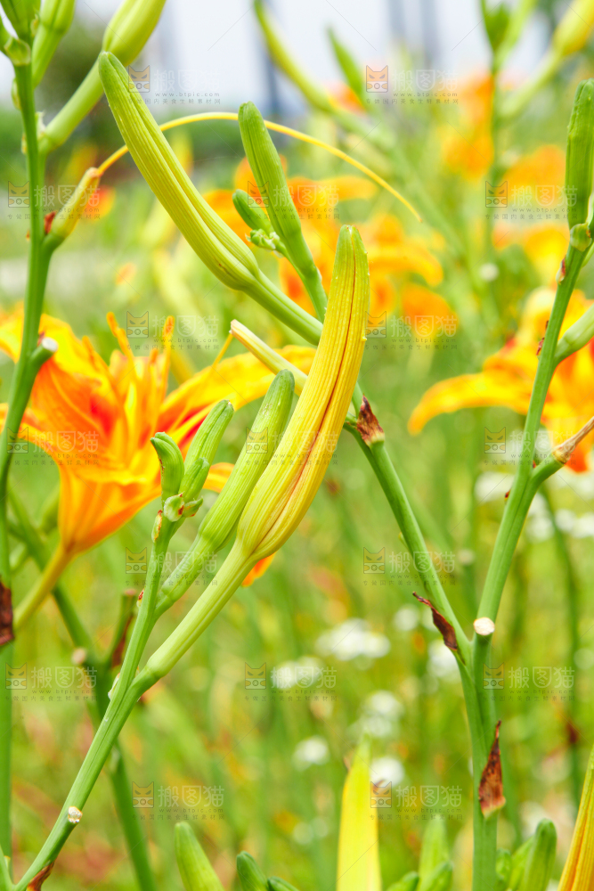 地里的新鲜黄花