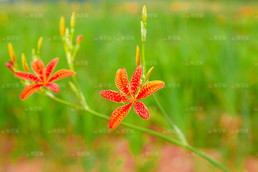 地里的新鲜黄花