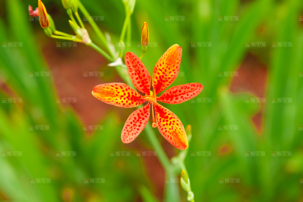 地里的新鲜黄花
