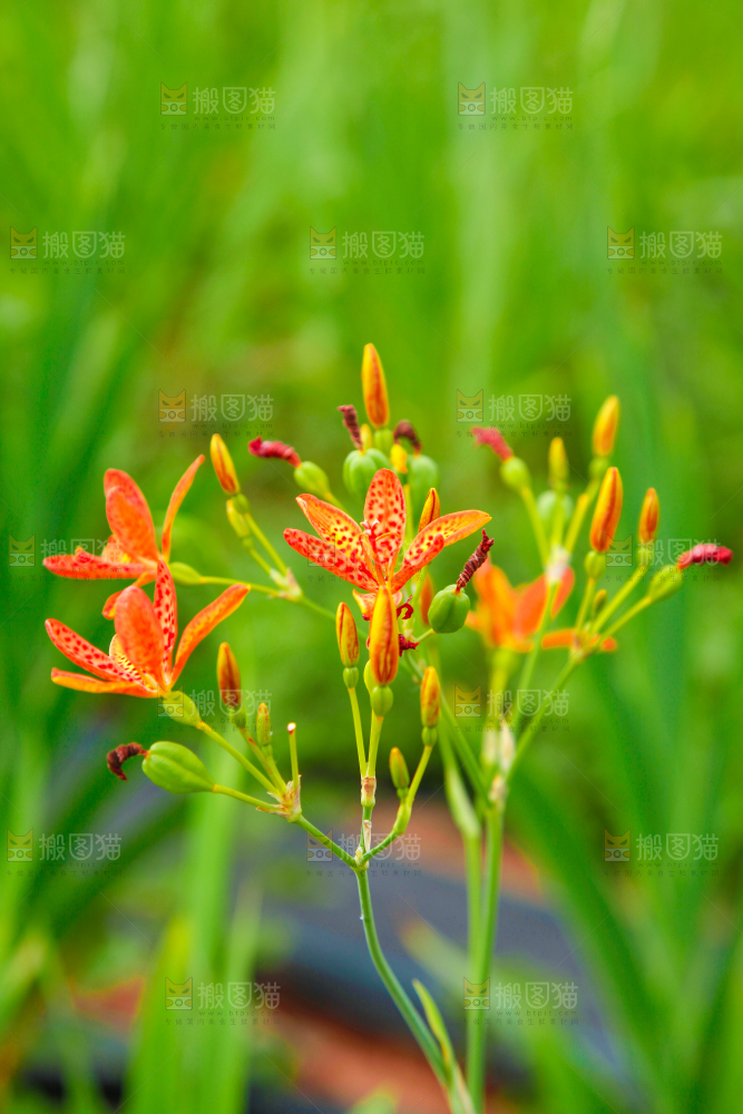 地里的新鲜黄花