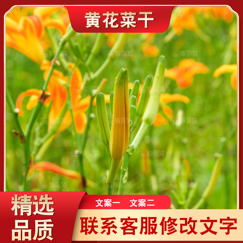 地里的新鲜黄花