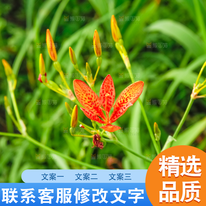 地里的新鲜黄花