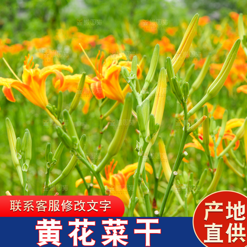 地里的新鲜黄花