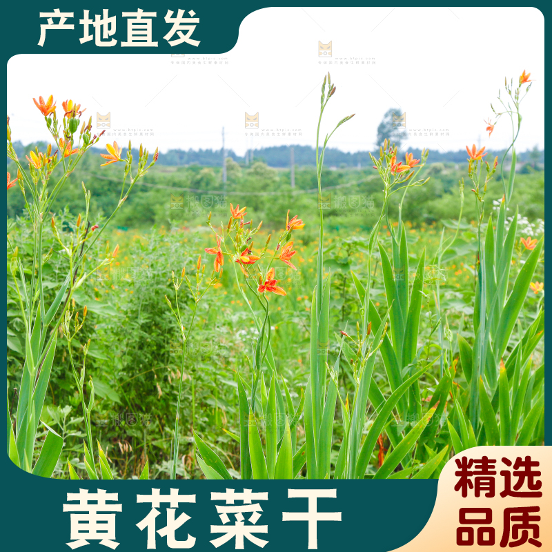 地里的新鲜黄花
