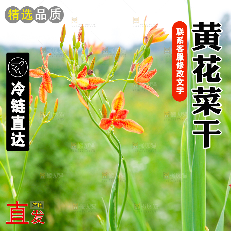 地里的新鲜黄花