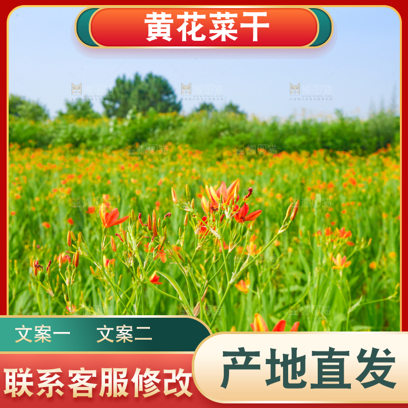 地里的新鲜黄花