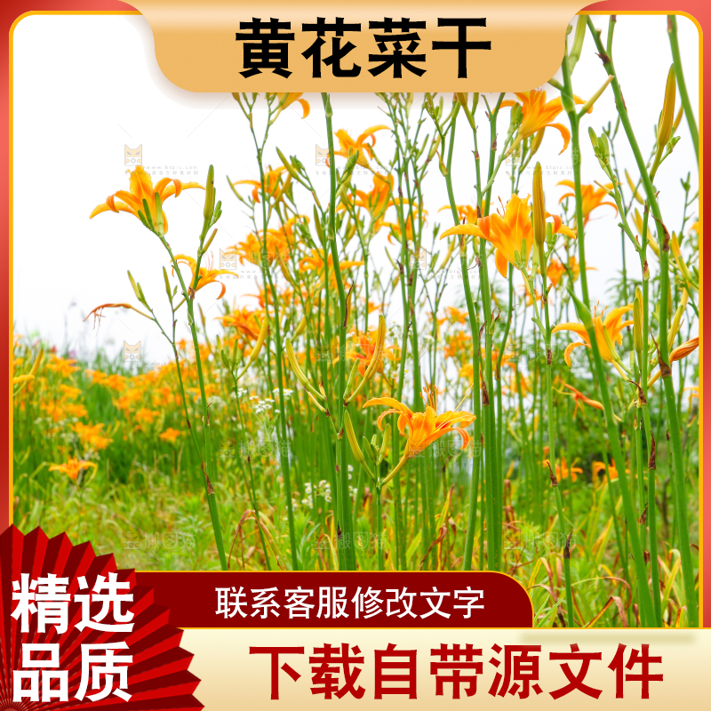 地里的新鲜黄花