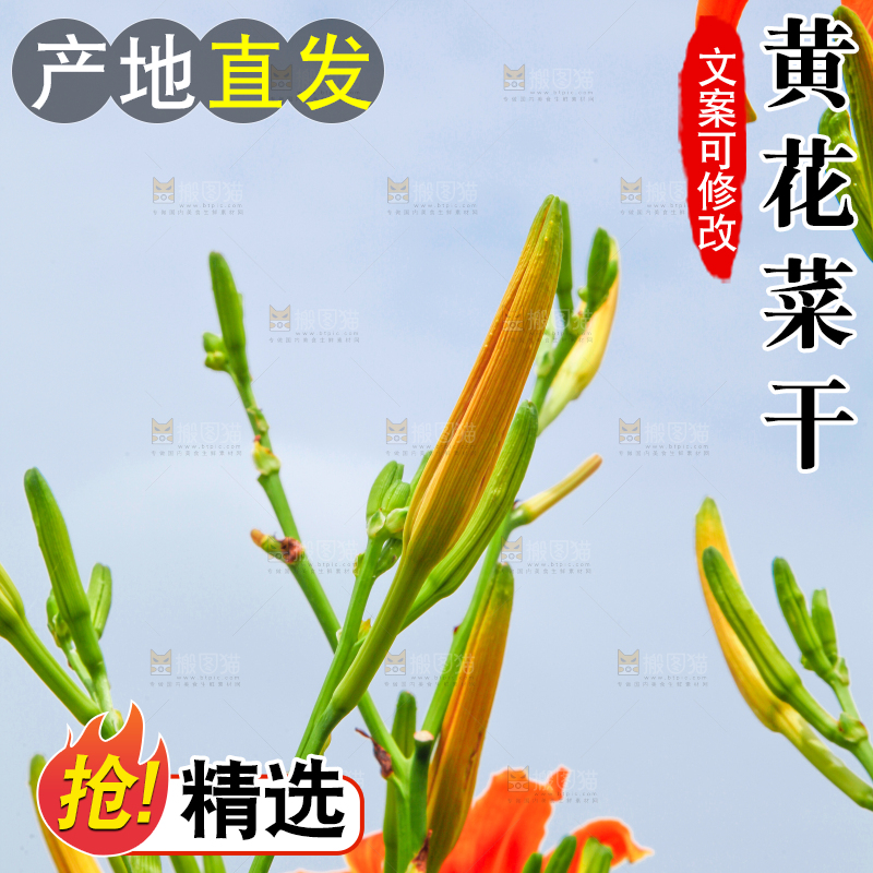 地里的新鲜黄花