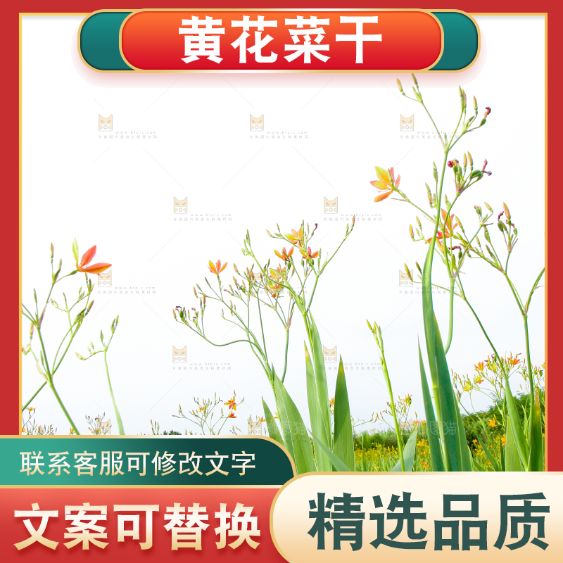 地里的新鲜黄花