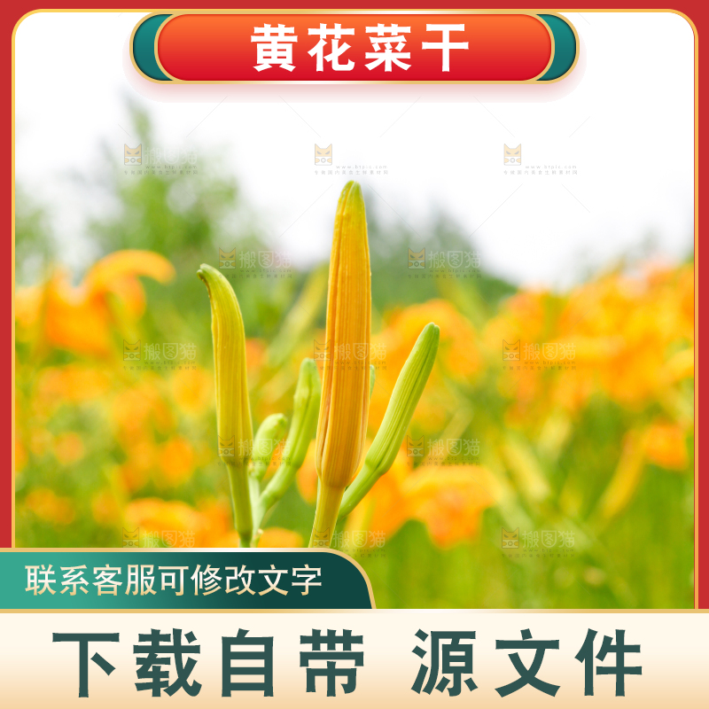 地里的新鲜黄花