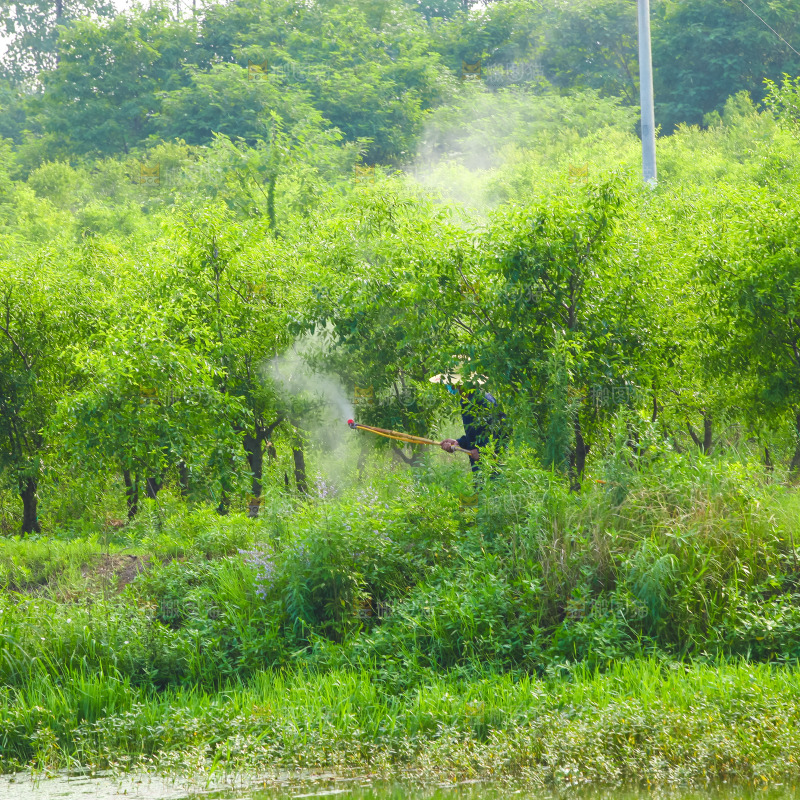 大片枣树