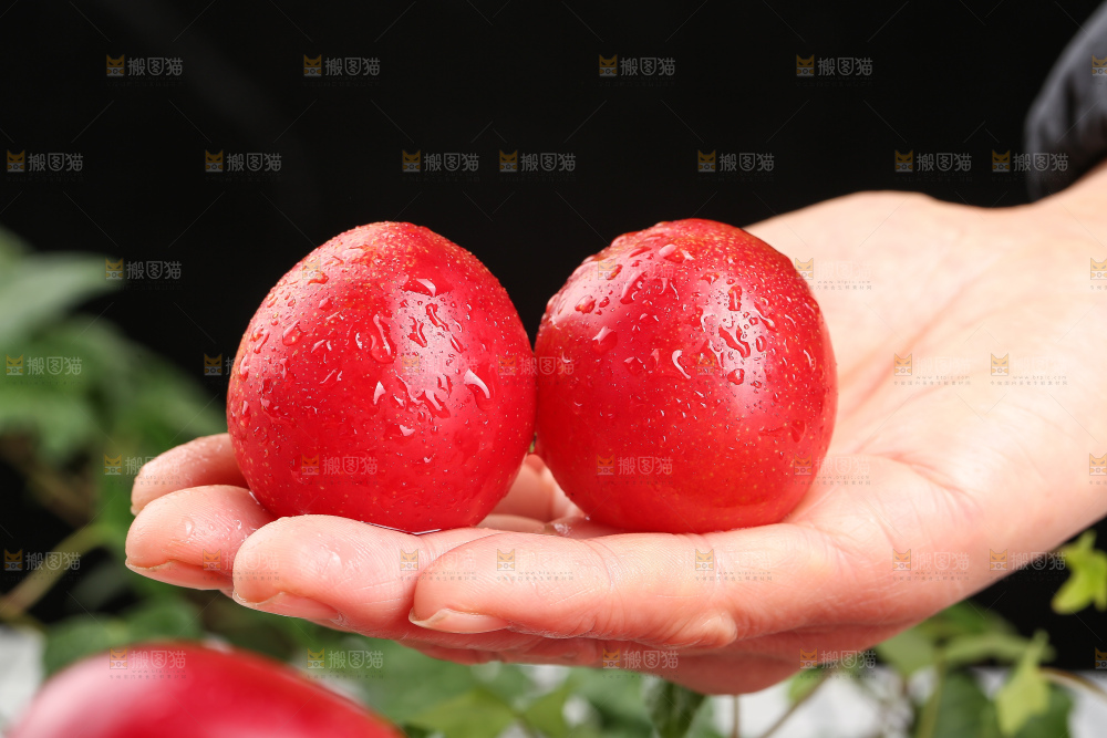 深底上的樱桃李