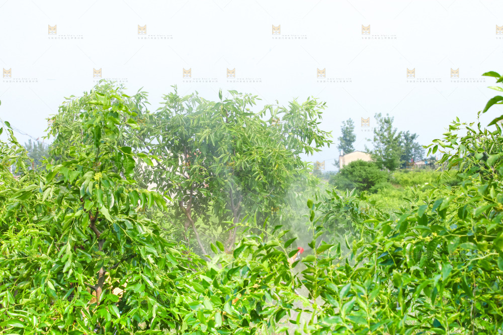 大片枣树