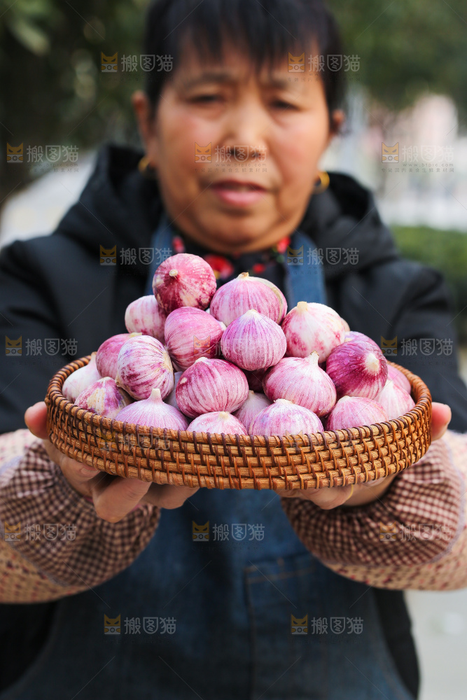 手里拿着紫皮独头蒜
