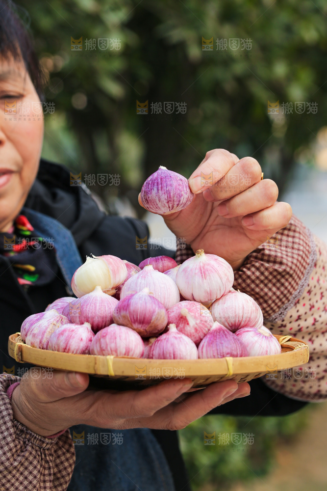 手里拿着紫皮独头蒜