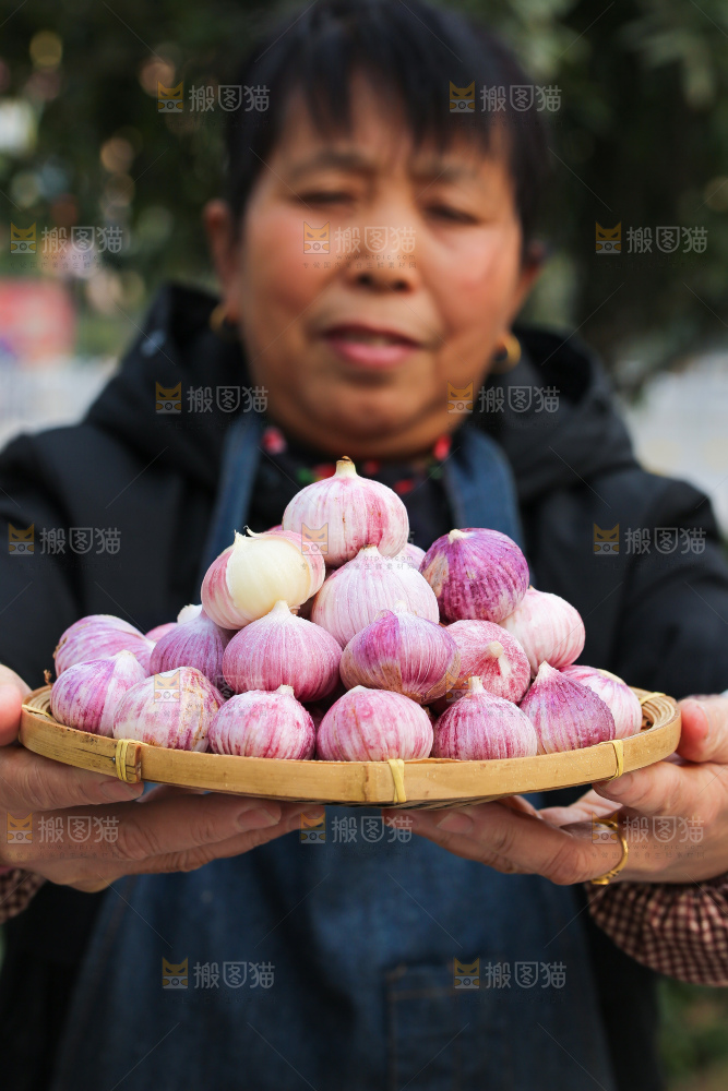 手里拿着紫皮独头蒜