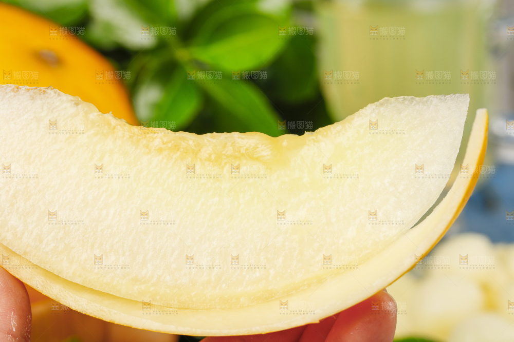 浅底上的黄河蜜瓜