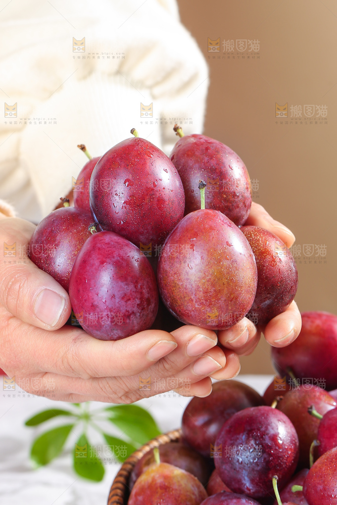 浅底上的澳洲西梅