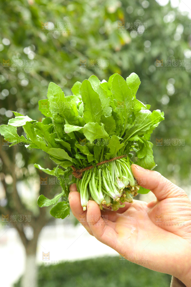 手里拿着地菜