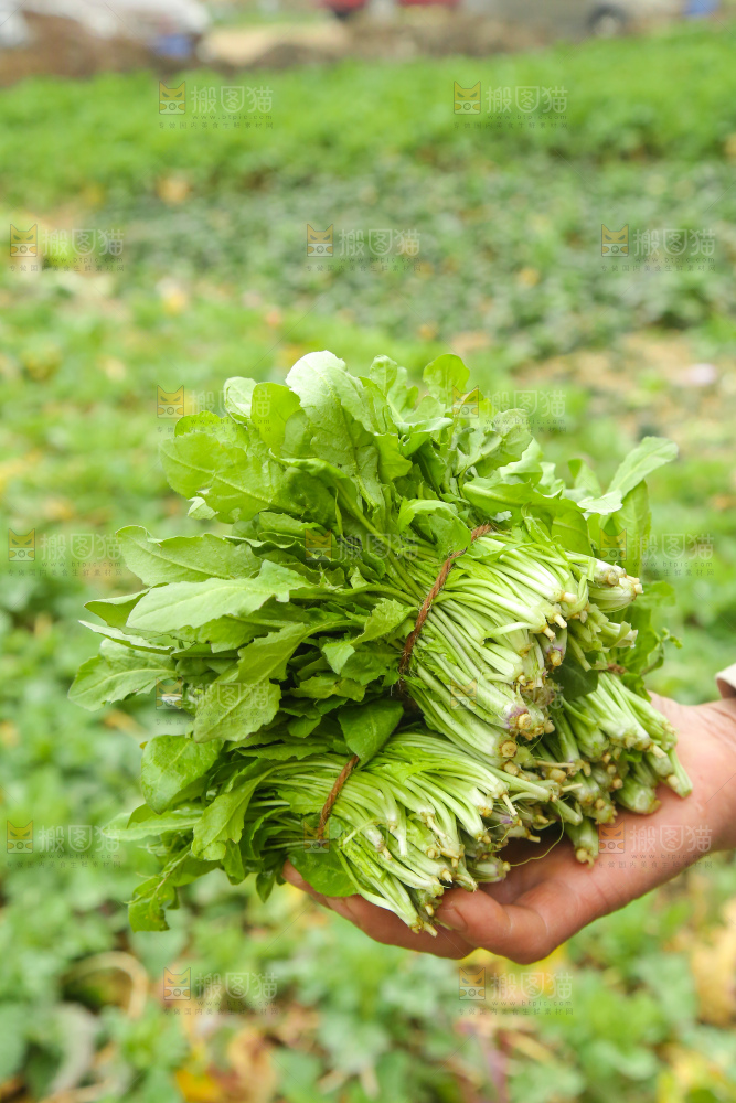 手里拿着荠菜