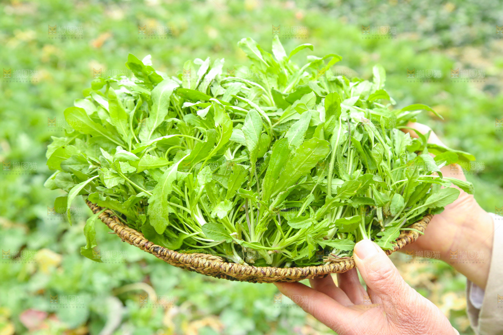 手里拿着地菜