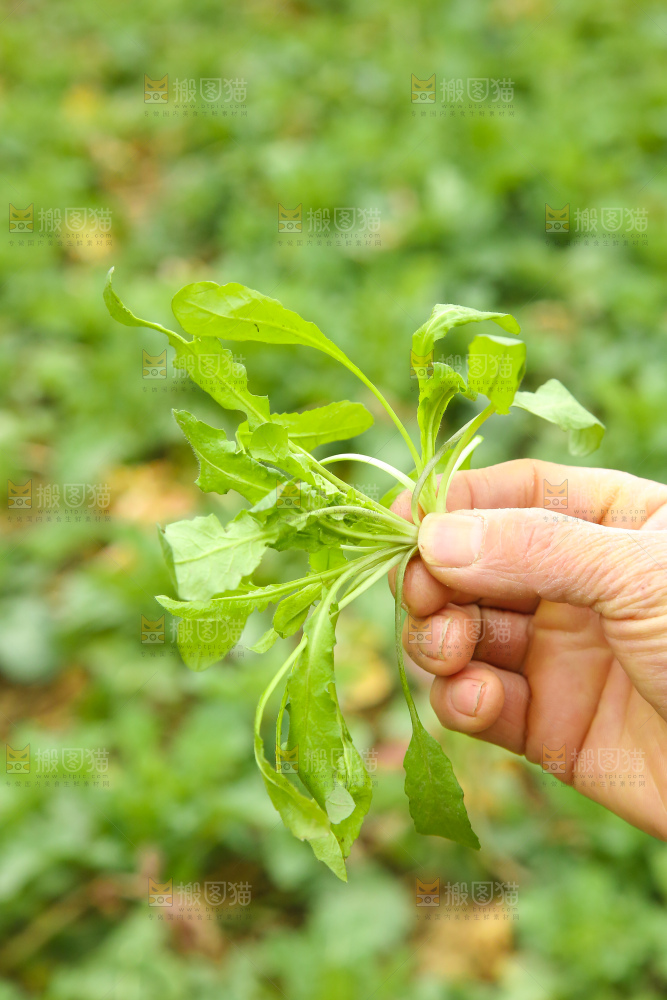 手里拿着荠菜