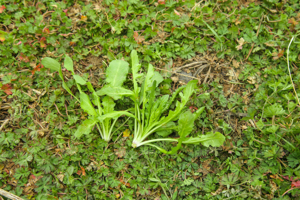 手里拿着荠菜