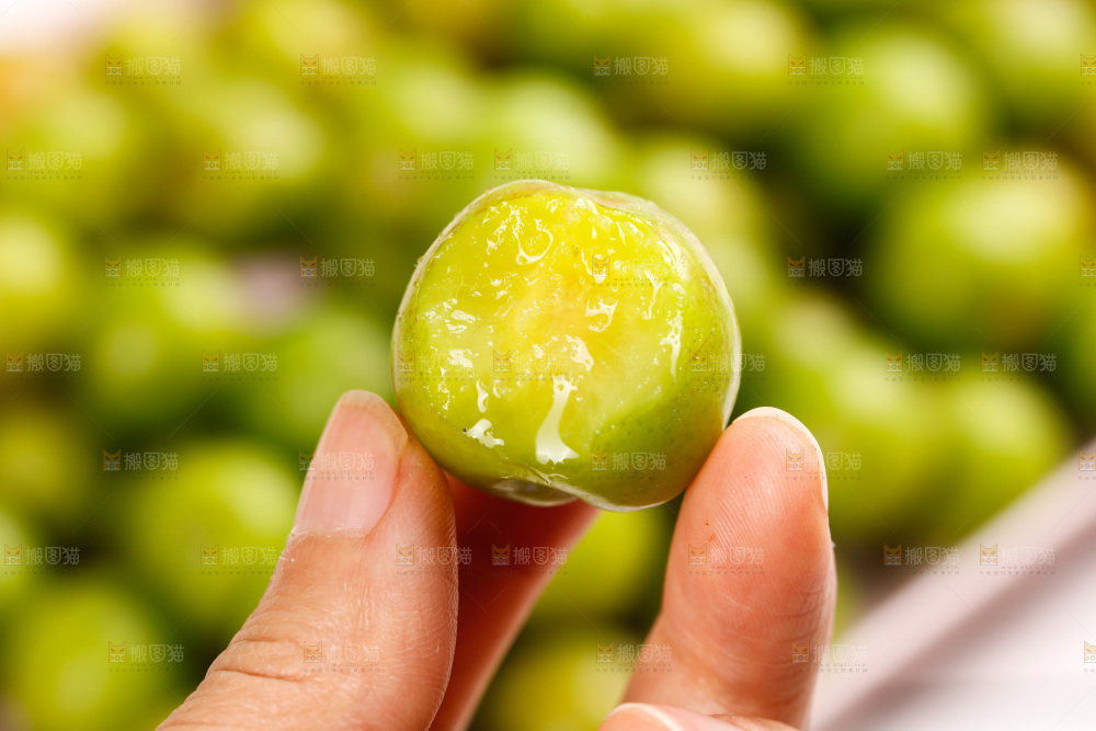 浅底上的三月李