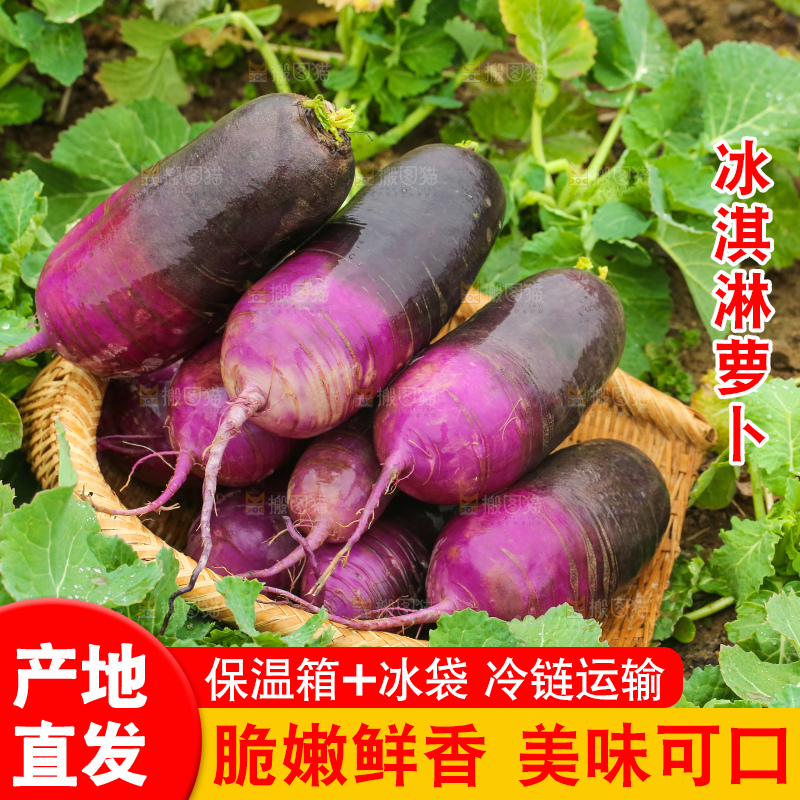 地里的冰淇凌萝卜