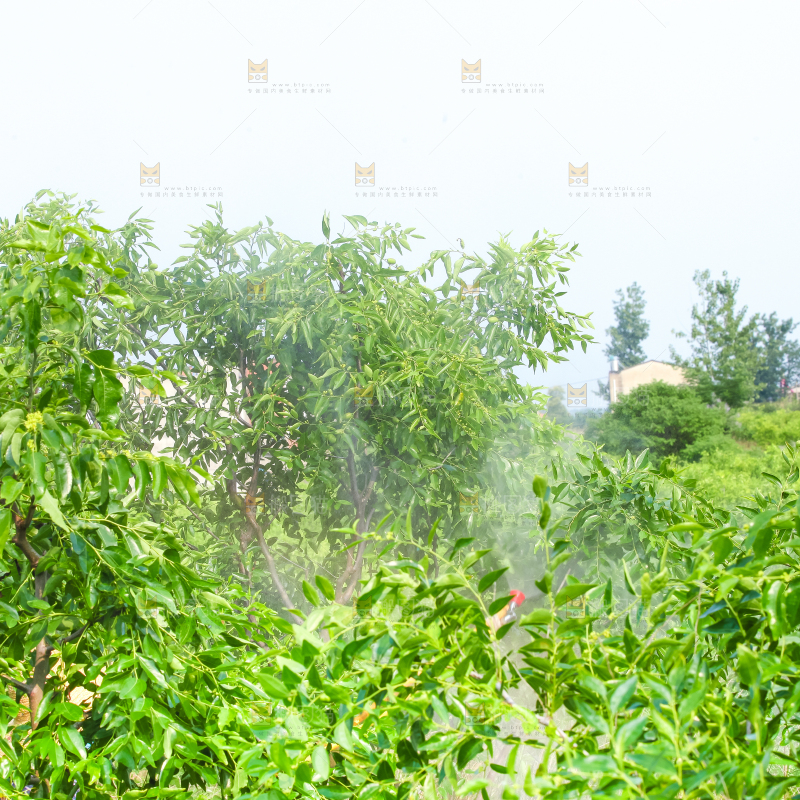 一大片枣树