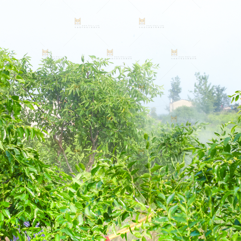 一大片枣树