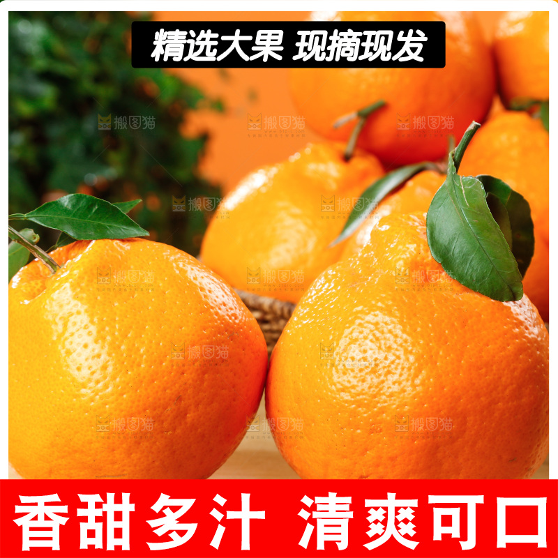 深底上的春见耙耙柑